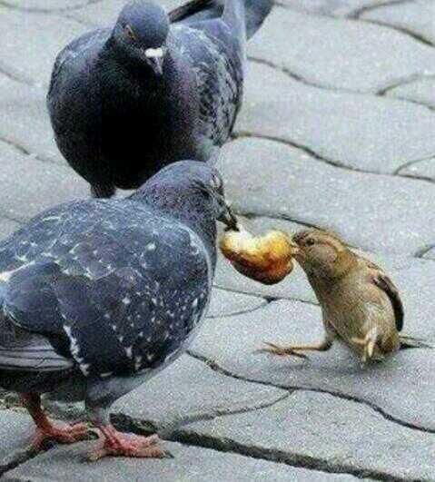 Описание поведения голубя. Берберийский голубь. Описание голубя. Почему голубь пищит. Голубь описание птицы.