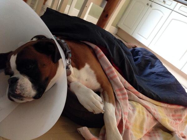 Inditheboxerdog's tweet image. No so good today had a leg operation on crutiate ligament no running for 12 weeks