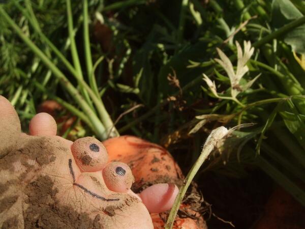 FriendsofStub's tweet image. Stub in the carrot garden