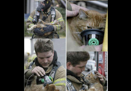 tomcatsss_'s tweet image. #TheyNeedOurHelp