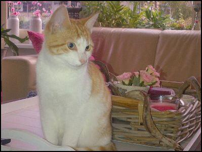 DE_HERENIGING's tweet photo. GEVONDEN: KAT ongec kater, rood/wit #ASSEN #DR Kloosterveen Stedegroen  #DHgev 14/10/13 https://t.co/SOZiGrYQJz http://t.co/jYKyLDzjmU