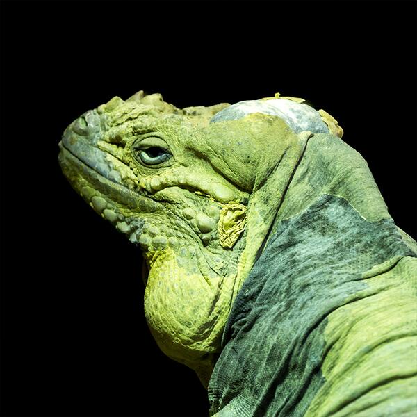 daltopper's tweet image. foto's op mijn website geplaatst van #blijdorp kijk snel op mijn site adfotografie.nl  #fotogragfie