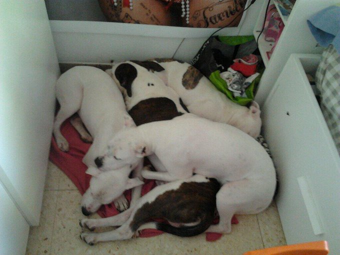 Ahora con el frio mis 4 perros duermen en forma de tetris jojojo http://t.co/Rs0BOzryYp