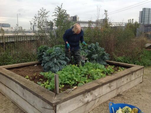 theviewtube's tweet photo. Lone View Tube Gardener this morning hard at work on the weeds. Thank you! @PoLLeN_BbBC http://t.co/eyI6juVpPs