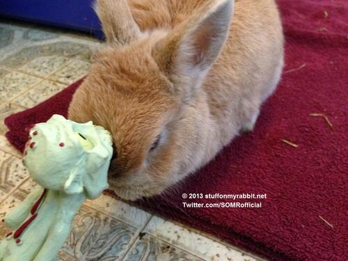 pepe_coinseth's tweet photo. Zombie, Stuff on My Rabbit http://t.co/3xuSekDRKO