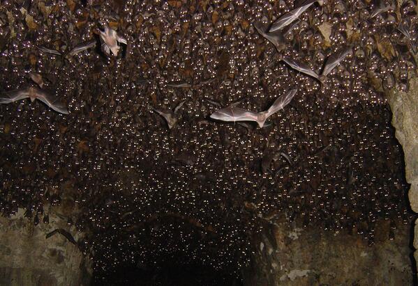 AsapSCIENCE's tweet photo. This is why you should NEVER use your flash in a cave... http://t.co/1UwcPgUyo0