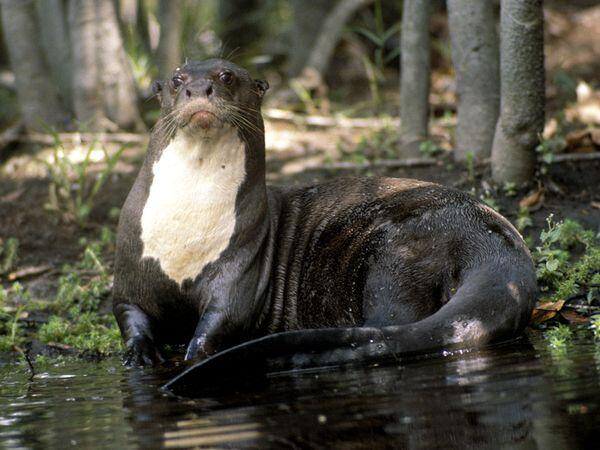 7pearsy's tweet photo. “@UberFacts: Giant 6 foot long otters exist in 3 remote river systems. They also hunt in packs. http://t.co/5RbIVxn0Ey” @craftyaslan