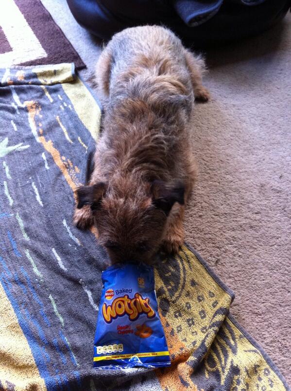 JimTheBorder's tweet image. Lovely long walk with mum &amp;amp; then I got to share these!!!🐾