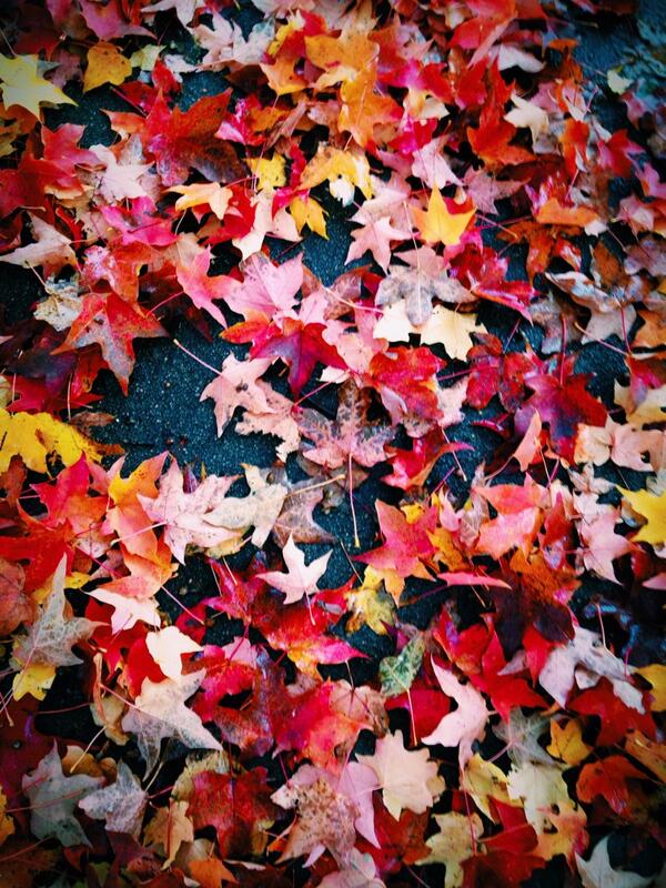 Messenger's Lawn tweet media