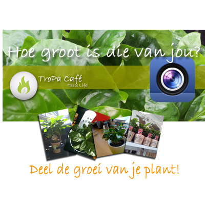 TroPaCafe's tweet photo. Hoe groot is die van jou? Show jouw #koffieplantje op  http://t.co/Q9LNEilGQR
#selfie + plant mag ook! http://t.co/fHQ3b2MXwU