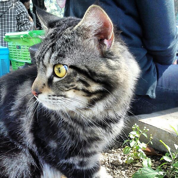 komunitaskucing's tweet photo. http://t.co/gHM6gDZpHD