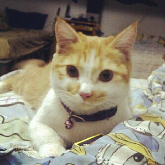 komunitaskucing's tweet photo. ini juga salah satu legenda di basecamp :') http://t.co/M6ZfcY23JZ