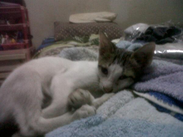 komunitaskucing's tweet photo. akan selalu di kenang! #dede http://t.co/bHmLM50yju