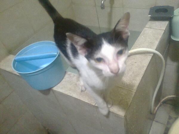 komunitaskucing's tweet photo. Ini juga salah satu legenda basecamp era ke 3! si koala! http://t.co/fK7p7lv7tb