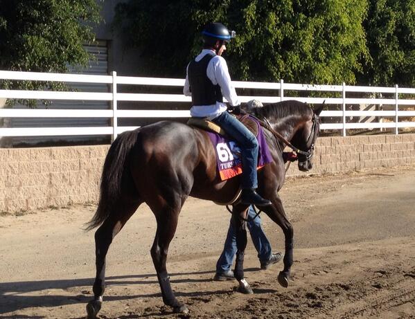 JoeTalamo's tweet image. “@Hinesite: Rock Me BabY exiting the track after "breezy" blow-out for Championship weekend!  #BC13 #BCTurfSprint http://t.co/9bHHyShZtt”