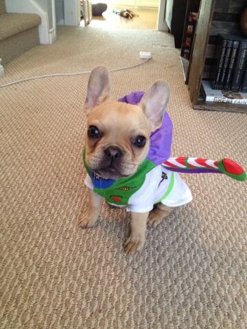 JeffitoStephens's tweet photo. Cutest puppy for the win #KiSS925PetCostume #ToInfinityAndBeyond #BarkLightYear http://t.co/Cw4RPulMlu
