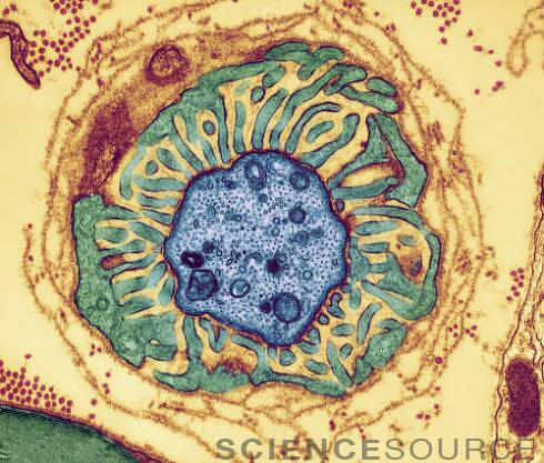 ScienceSource's tweet image. Just a case of #nerves. See our beautiful #micrographs of human nerve fibers. (bit.ly/16mhDOK) #stockimages