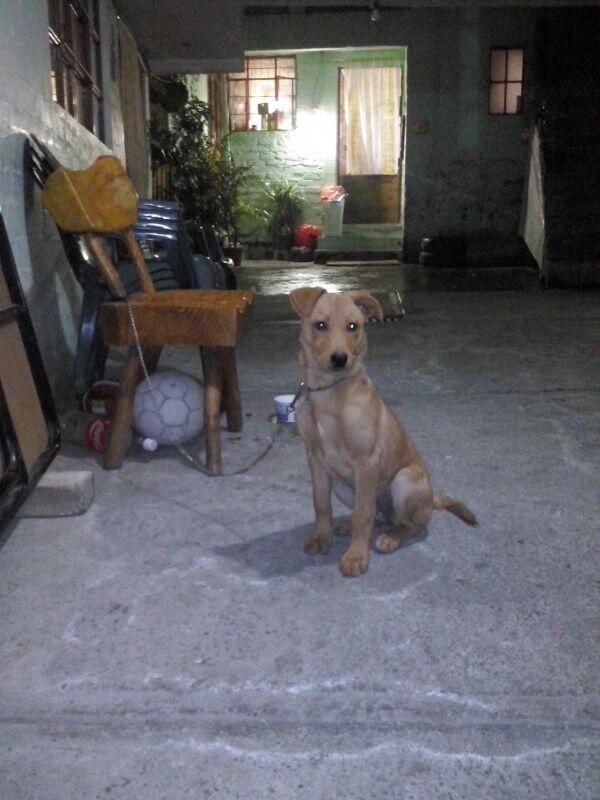 Amo a los Perros tweet media