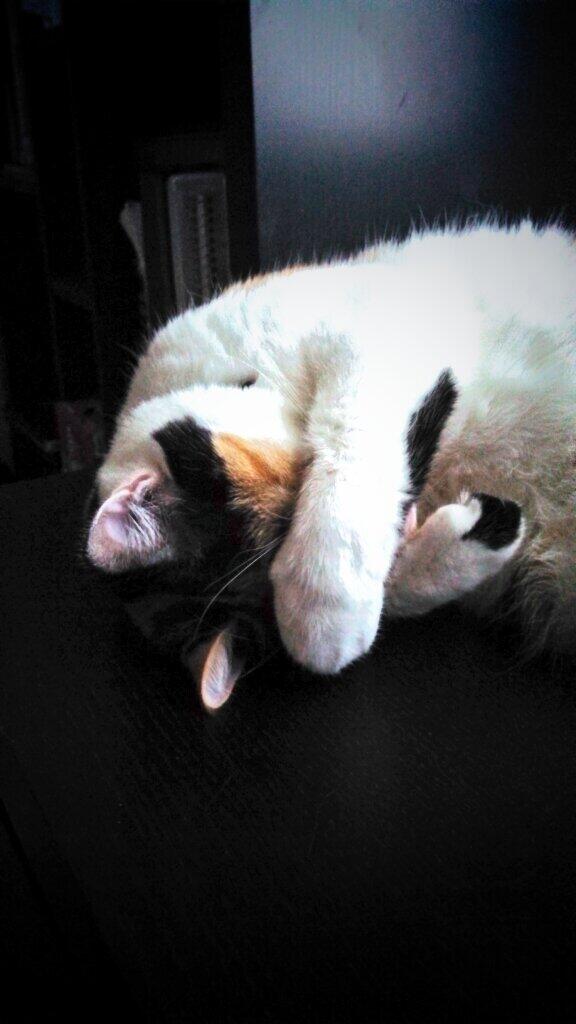 DrJosePants's tweet image. This makes feeling sick better. #SleepyKitty #MagicCat #FreeMagic