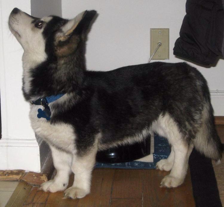 Husky and maltese cheap