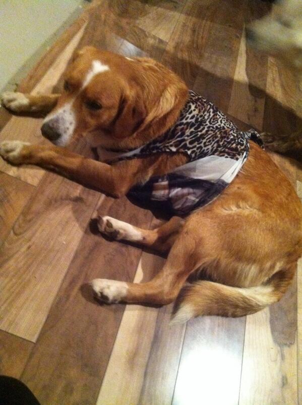 elboudreau's tweet photo. fashionista duke #dressup http://t.co/RbgG2aZm8z