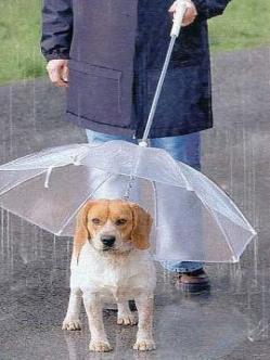 TeleTeleventas's tweet image. Y Por qué no? para el perro también se le tiene!!