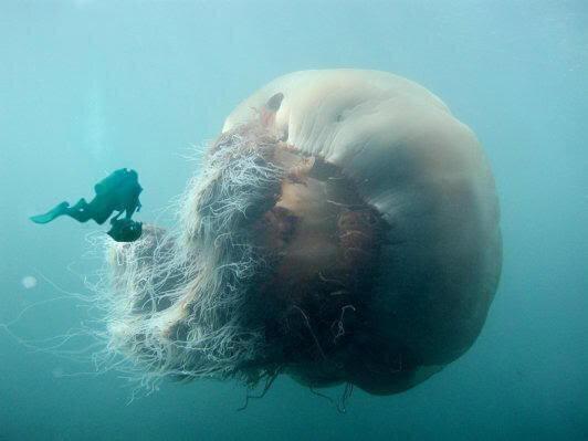 RobynMuzik's tweet photo. @sallymuzik “@ThatsEarth: The world’s largest jellyfish: Lion’s Mane, 8 feet in diameter and 50 meters of tentacles! http://t.co/FNFvFDjBoK”