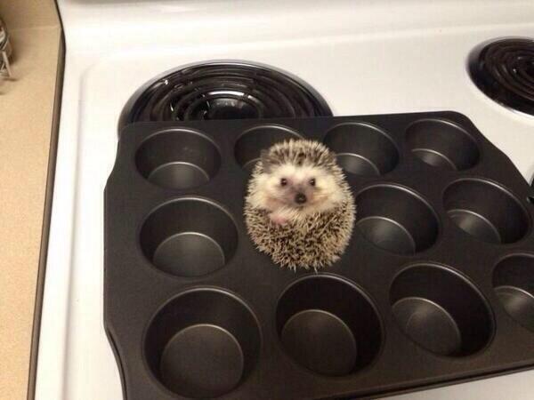 Katelinvan's tweet image. "For anyone who is feeling a bit sad today, here's a hedgehog in a baking tray. http://t.co/ebYhuH5cpg" @sarahode @Lee_Croeser so damn cute