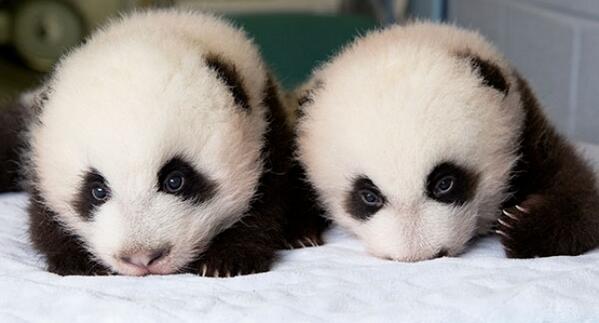 A3Noticias's tweet photo. Los 100 primeros días de vida de dos pandas gigantes gemelos en dos minutos [VÍDEO] http://t.co/5Lun10iABd http://t.co/CJuydCjHmn