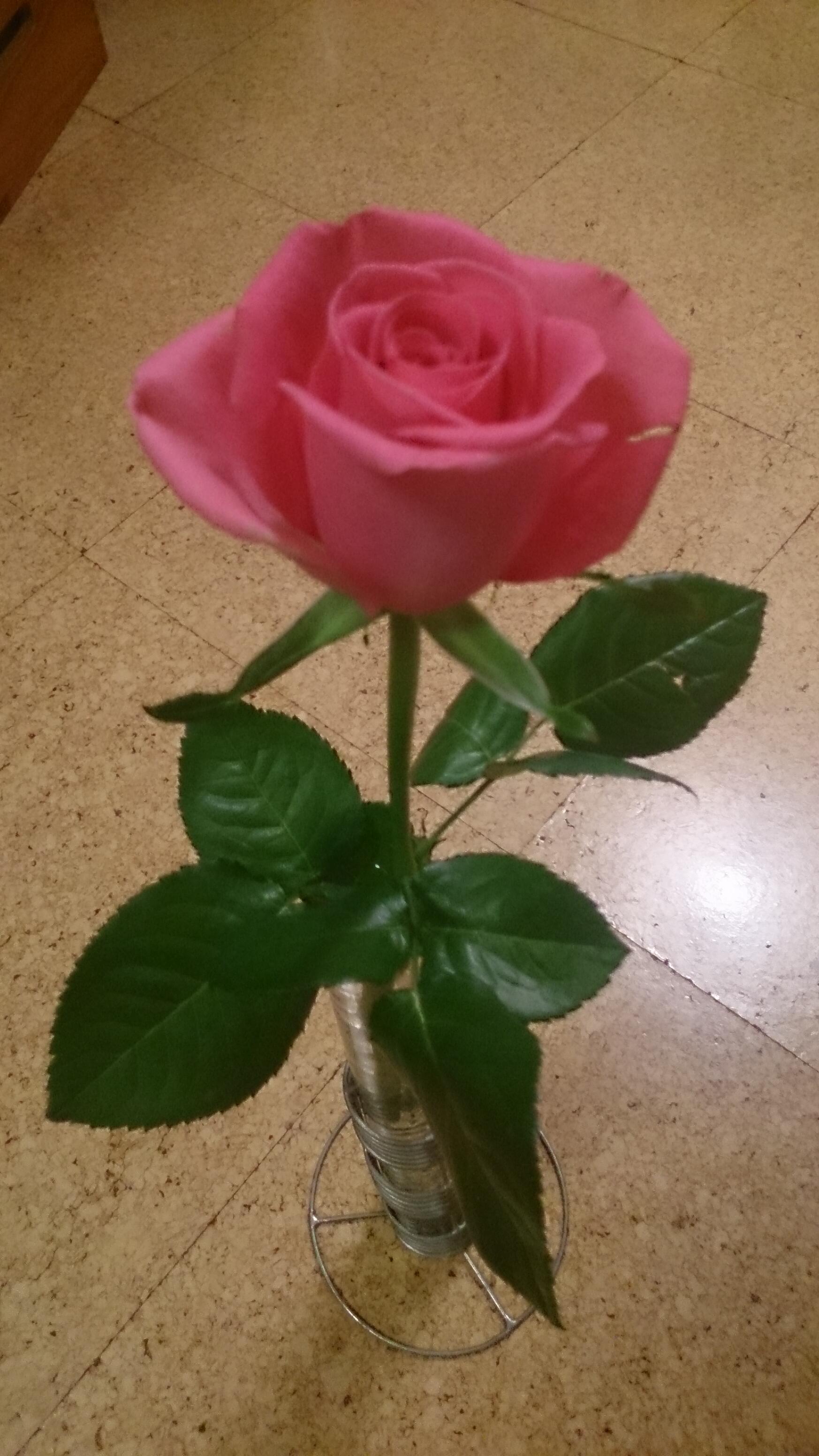 志位和夫 今日 家に帰ったところ 新しい薔薇が 薔薇という以上に名前は分かりませんが 薔薇色の薔薇らしい薔薇だったので ツイートしてしまいました Http T Co Hvxcffwd7t Twitter