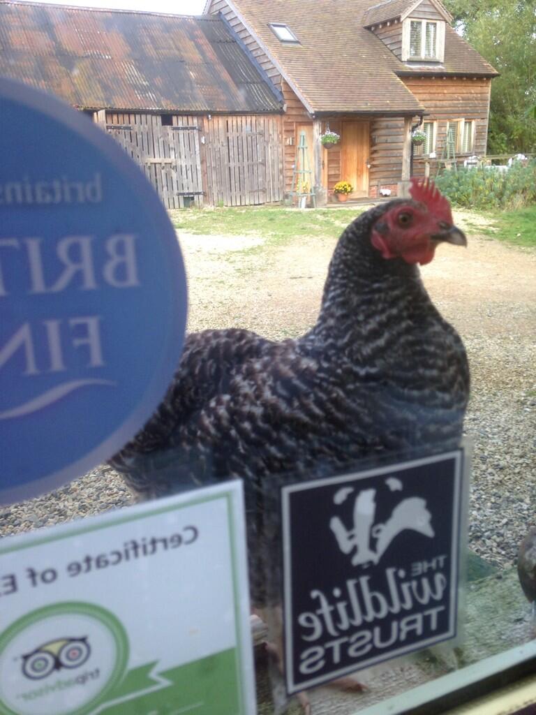 TheBandBAcademy's tweet image. Going to have to buy eggs today #wasters