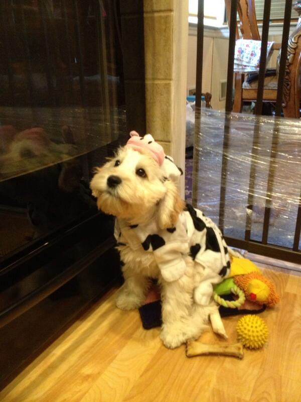 Agapi43's tweet image. Happy Halloween 🎃🎃🎃🎃👻👻👻