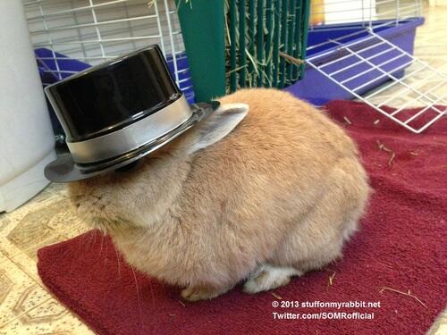 pepe_coinseth's tweet photo. Top Hat, Stuff on My Rabbit #HappyHalloween http://t.co/tphYNA4YOA