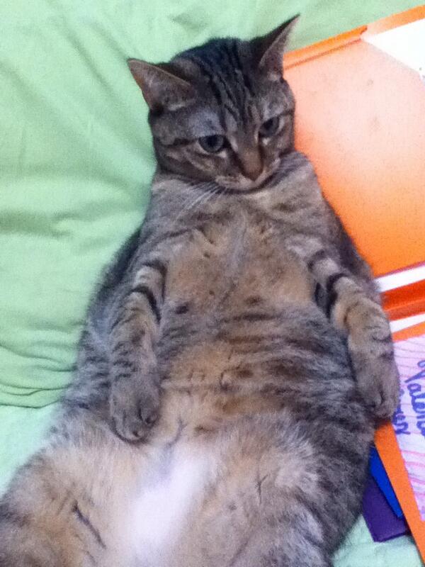 Cat050402's tweet photo. my cat olive.... http://t.co/5twi63joIL