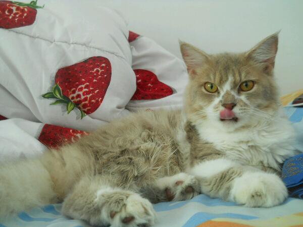 birojodoh nih :D RT @diandariputri: #tanyameong kak ada yg mau join sm abang kah, dia lg birahi :( <a href="/MalangCatLover/">Malang Cat Lovers</a>