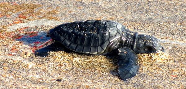 Julian_LS's tweet photo. @BaliSeaTurtle Thanks so much for the great job you do! We enjoyed the visit! Here's our turtle on its way! http://t.co/edNICLgPey