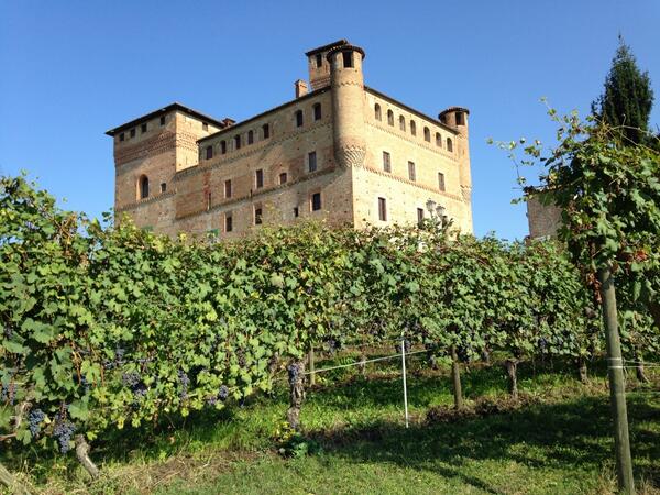 paolo_nassi's tweet photo. Nebbiolo vineyard with a view http://t.co/oumvVjtQ5A