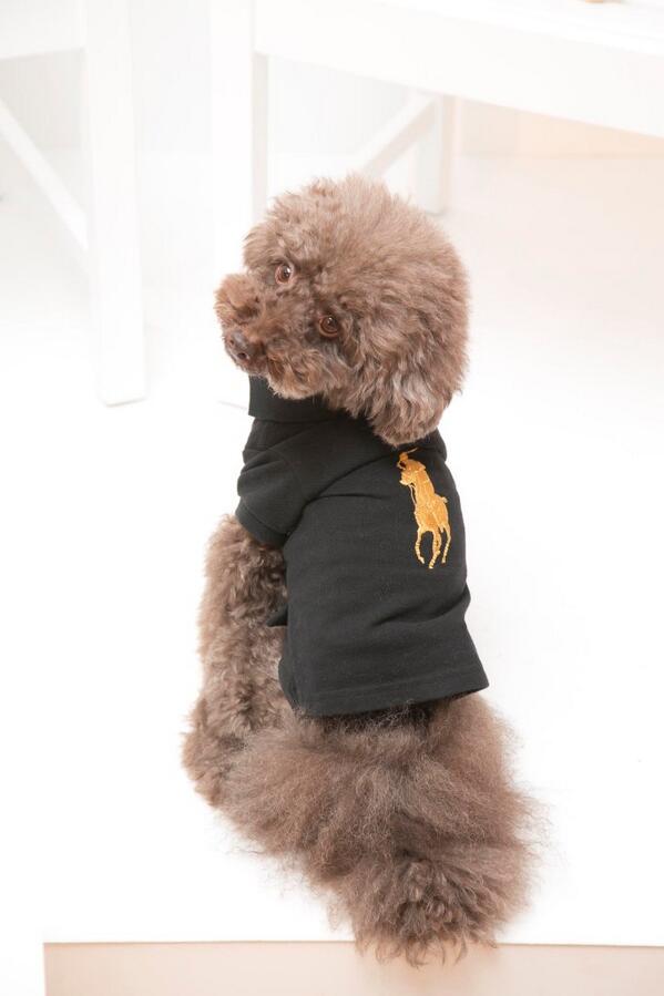RalphLauren's tweet photo. Today in Japan we celebrated The Dog Walk at our Omotesando store with treats and grooming stations #RLDogWalk http://t.co/ugyWvCkSxl