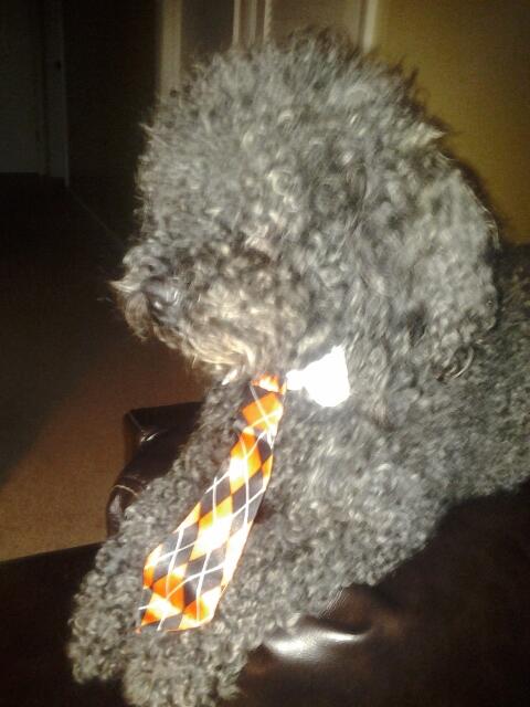 KatieBethD's tweet photo. Happy Halloween from Bruce! http://t.co/Ny6kTvSGMd