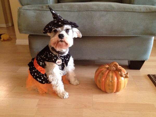 TravelLeisure's tweet photo. Agreed! β@ARK_author: #TLDogs Heidi's be-witch-ing for Halloween:) http://t.co/pH9YkJS4Nuβ