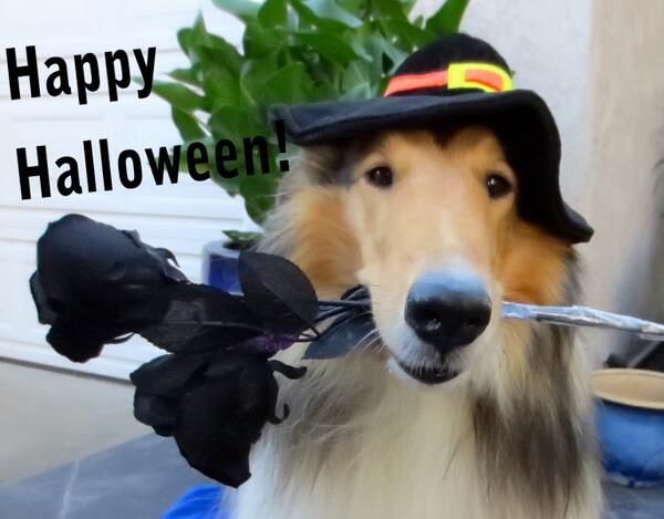 loveyourdog's tweet photo. A holiday wish for you! http://t.co/ulRshTnv8r