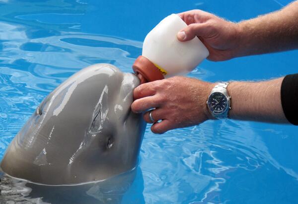 Just a baby beluga whale being fed to brighten up your day! #beluga #whale #whales