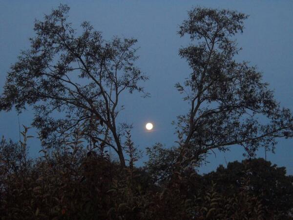 BillieAcer's tweet photo. Moon in the Morning http://t.co/jpsRBf3O3l http://t.co/DxjmOFwU0e
