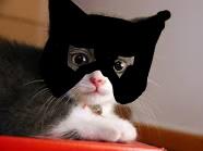 Famous Cats tweet media