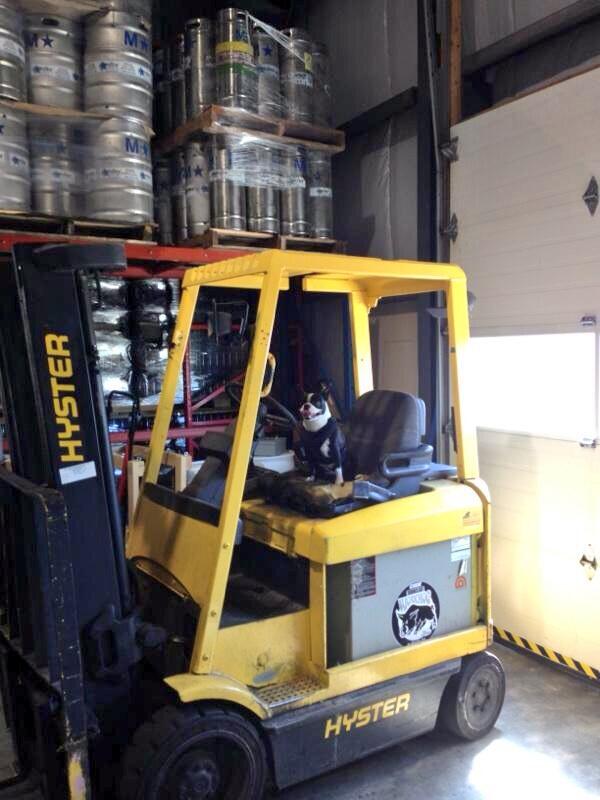 BaltyDog's tweet photo. Hey Dameals, what ya doing? #bostonterrier #hardatwork #canyoureachthepedals ? http://t.co/XPSWsWQYis