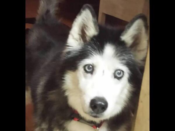 carolinafemale's tweet image. “@FundAPetMiracle: PLS RT - Cheyenne - Siberian Husky has blood in stool, req immediate...   fundapetmiracle.com/projects/help-… http://t.co/o1Gf0qxcTr”