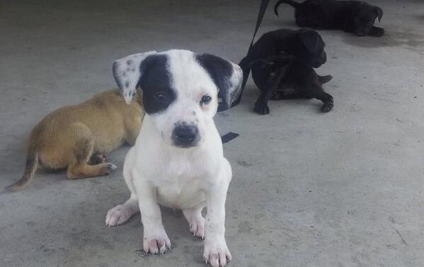 carolinafemale's tweet image. “@FundAPetMiracle: 4 HRS LEFT! Shelby &amp;amp; Pups - found under house in Louisiana, all req...  fundapetmiracle.com/projects/shelb… http://t.co/c3KhkTjeEj”