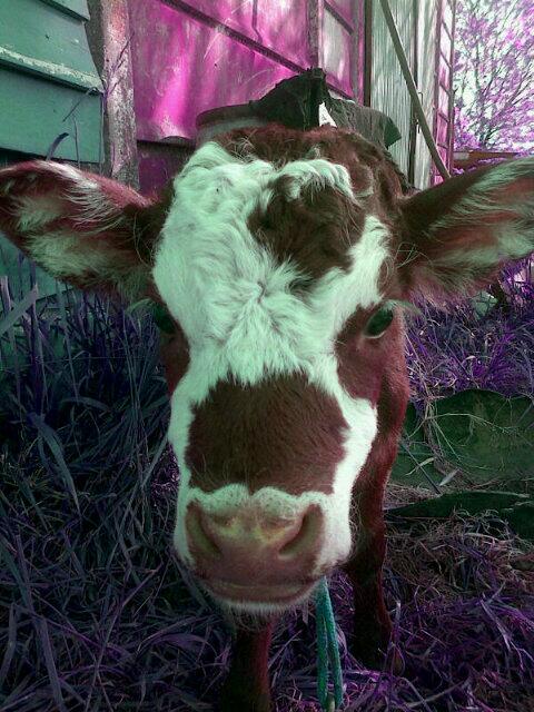 williminablond's tweet photo. No es una vaca cualquiera, es una vaca canchera! Eso es actitud @ViQuiTaE http://t.co/MnKsd0sThJ