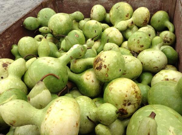 ecogirlca's tweet photo. Look at these amazing squashes from a local farm. #goodthingsgrowinontario http://t.co/RJdDIVt7Dc