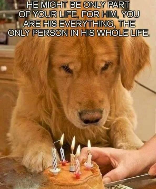 Statusbrew's tweet photo. I am against those who always keep their dogs at home, thats captivity. http://t.co/hIWFgLlJ3l